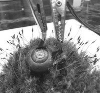 科學(xué)家在蝸牛身上植入兩個(gè)電極，從而制造出“蝸牛電池”。